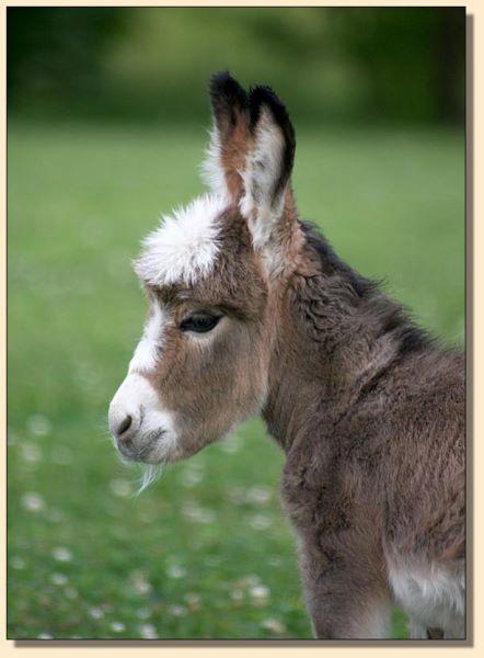 Mother Mary, newborn masked spotted miniature donkey jennet born at Half Ass Acres.